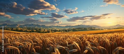 Close-up gold wheat field. agriculture and harvesting concept.