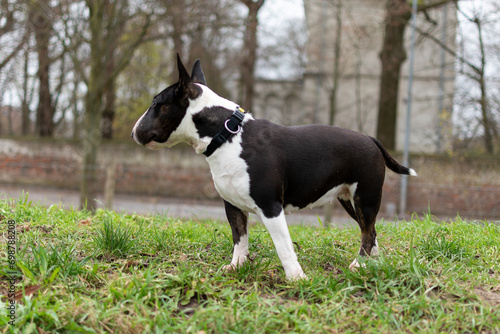 Purebred dog  miniature bull terrier  Animal background  Bull Terrier miniature.miniature bull terrier dog. Standing on a lawn white and black dog. Domestic friend 