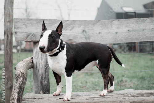 Bullterier. Friendly dog, miniature bull terrier, dog standing on the wood table.  photo