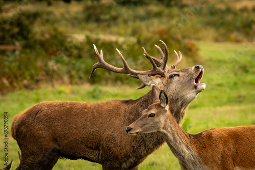 Fototapet Dear on rut