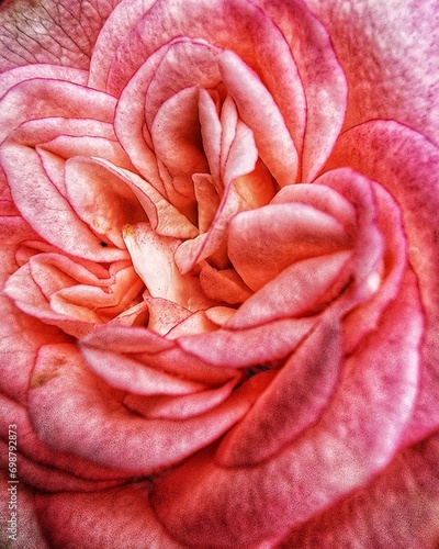 Texture of the petals of a rose