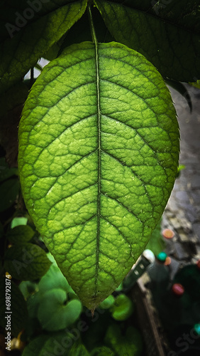 Green Leaves of Plants Showing Texture of Natural Beauty