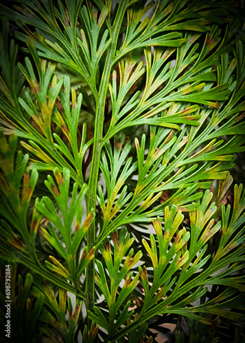 Green Leaves of Plants Showing Texture of Natural Beauty