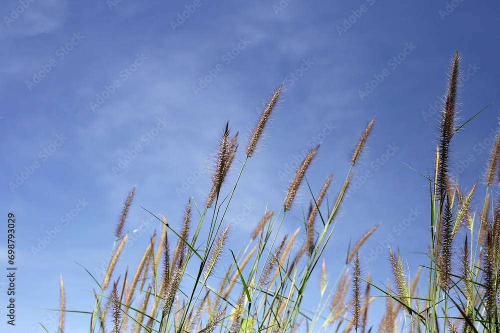 Obraz premium Grass flowers with blue sky