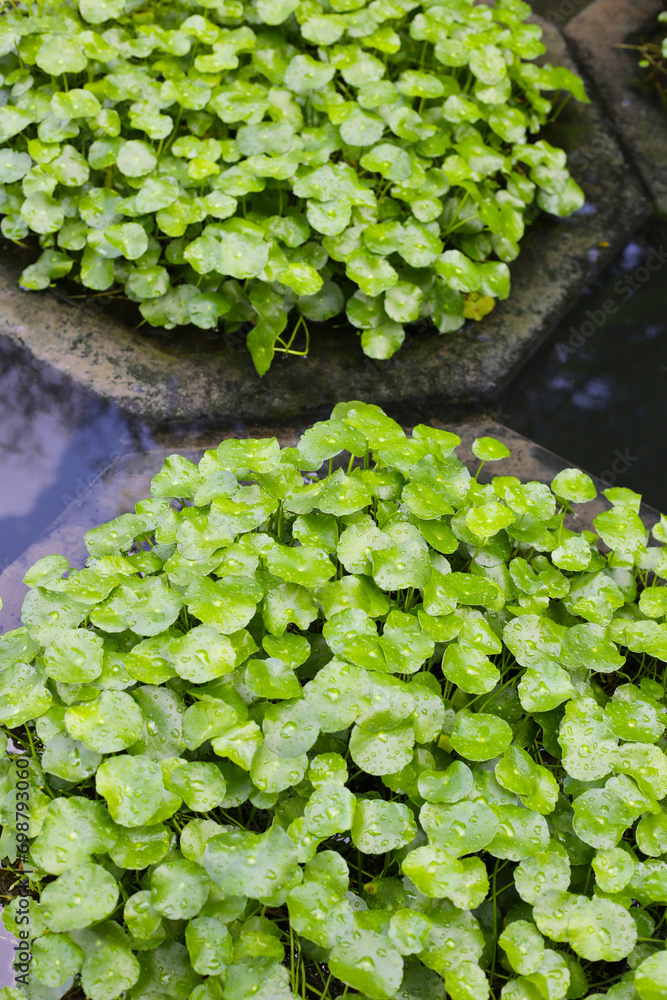 Centella asiatica (gotu kola). Raindrops on leaves Centella asiatica (gotu kola). Raindrops on leaves