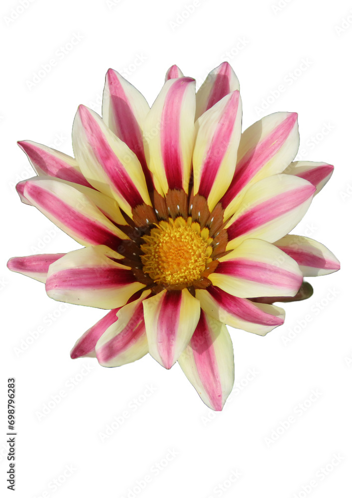 pink dahlia isolated on white background pink dahlia isolated on white background
