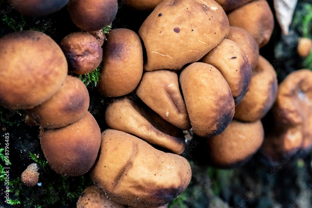 Purchawka gruszkowata. Niejadalny grzyb wyglądający jak ziemniaki. Grzyby rosnące na pniakach i zmurszałym drewnie - obrazy, fototapety, plakaty 
