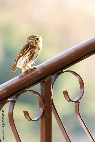 Lechuza posada en una pasamano en un dia soleado Glaucidium minutissimum photo