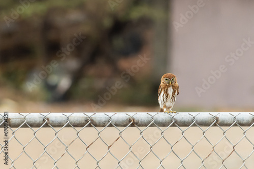 Lechuza posada en una reja Glaucidium minutissimum photo