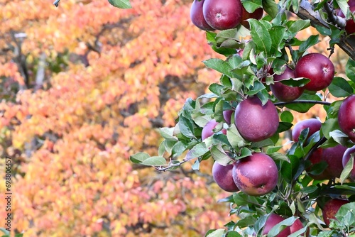 Apples on tree branch with fall foliage in background