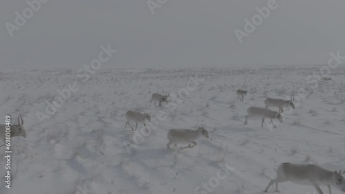Saigas in winter during the rut. A herd of Saiga antelope or Saiga tatarica walks in snow - covered steppe in winter. Antelope migration in winter. Slow motion video, 10 bit ungraded D-LOG photo