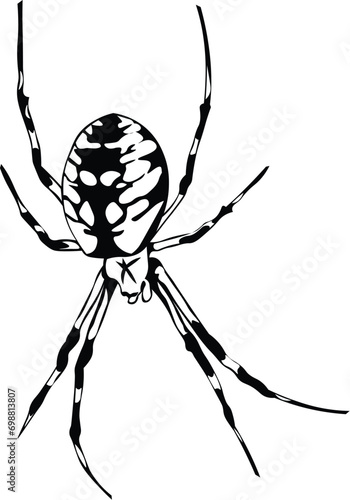 Cartoon Black and White Isolated Illustration Vector Of A Spider Insect