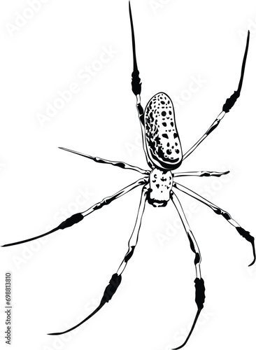 Cartoon Black and White Isolated Illustration Vector Of A Spider Insect