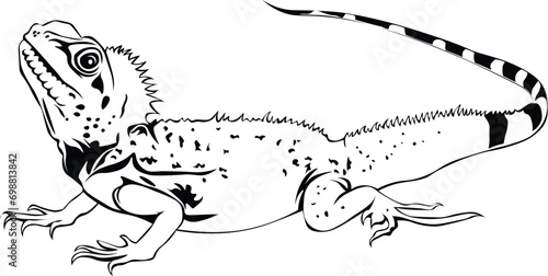 Cartoon Black and White Isolated Illustration Vector Of An Iguana Lizard