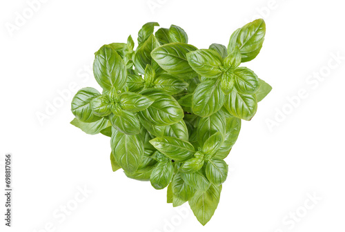 Fototapeta Naklejka Na Ścianę i Meble -  Fresh green organic basil bush on white, transparent background, PNG. Indoor plant growing, healthy eating, aromatic herb, food ingredient, spice for culinary