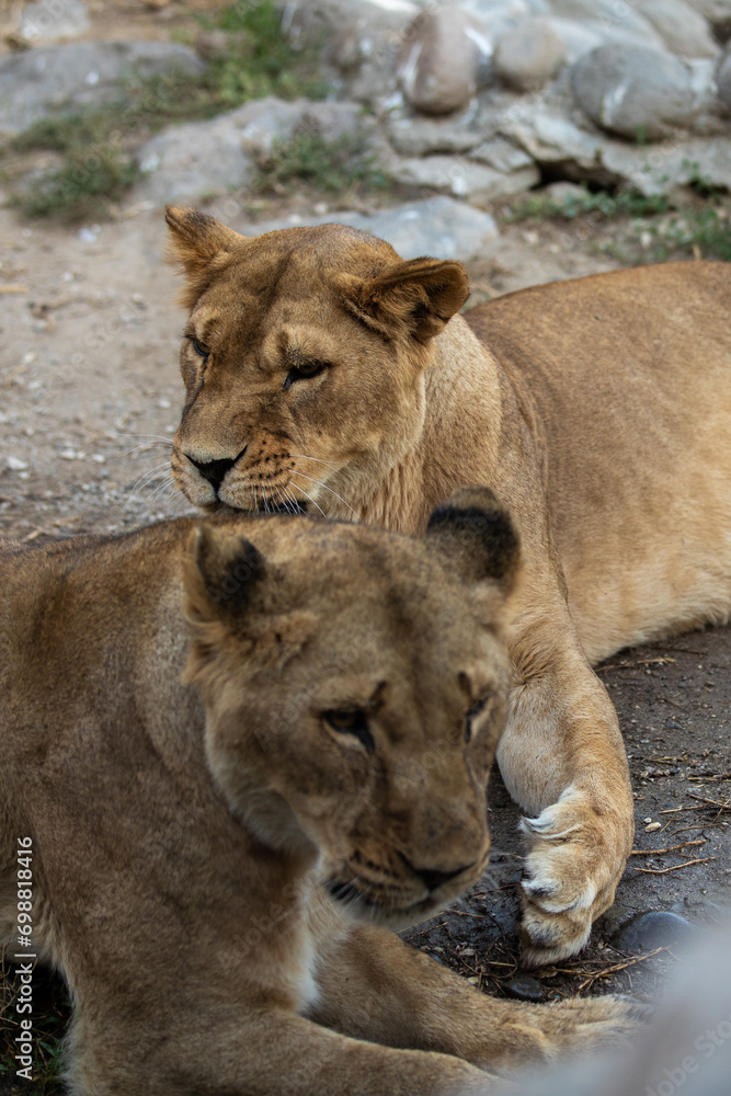 Close-up portrait of two beautiful lionesses. Close-up portrait of two beautiful lionesses.