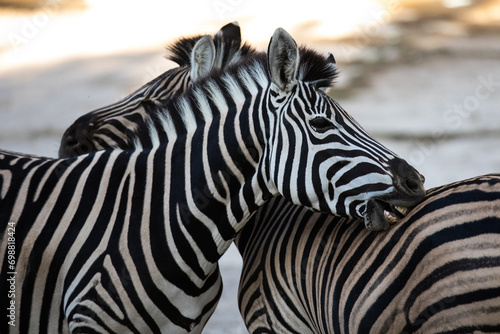 The plains zebra  Equus quagg    also known as the common zebra.