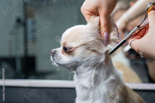 Woman cutting cute shorthair chihuahua dog in grooming salon. 