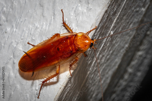 American cockroach (Periplaneta americana), Narooma, NSW, December 2023 photo