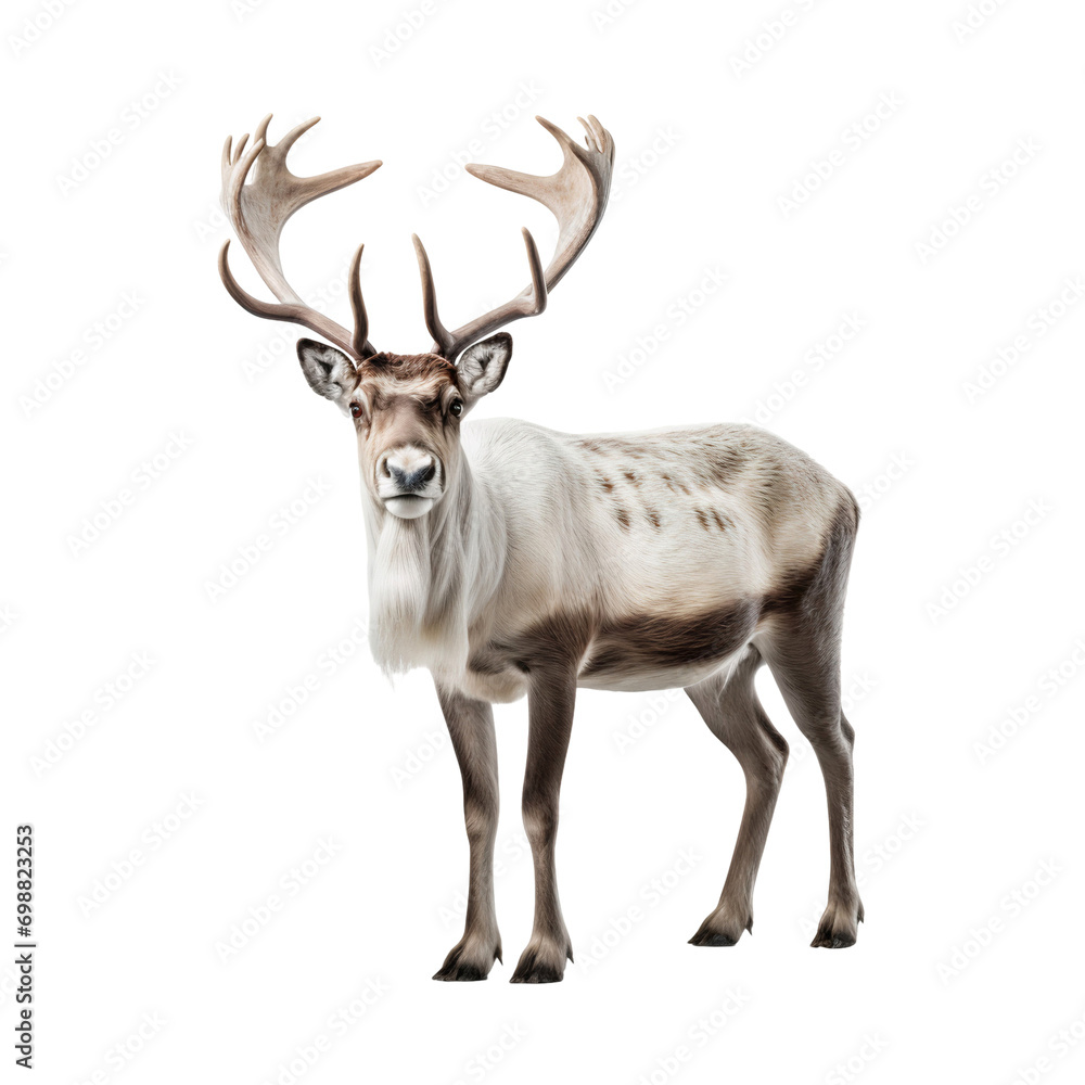 Portrait of a reindeer standing isolated on transparent background Portrait of a reindeer standing isolated on transparent background