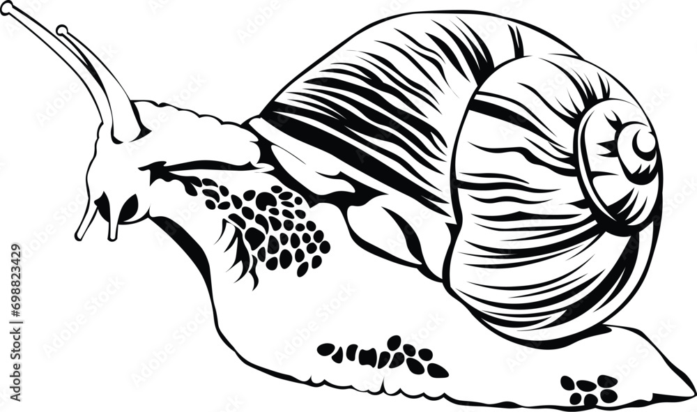 Cartoon Black and White Isolated Illustration Vector Of A Snail In Its ...