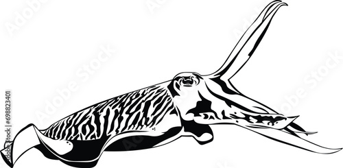 Cartoon Black and White Isolated Illustration Vector Of A Camouflaged Squid