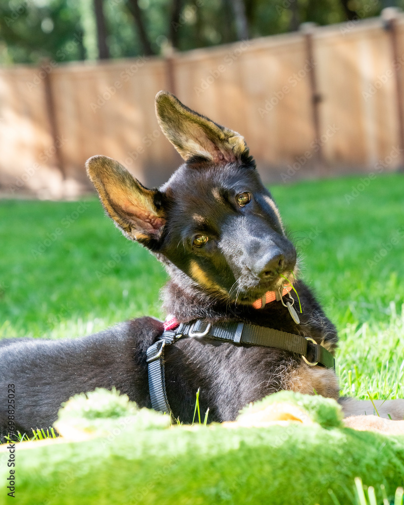 Young German Shepherd puppy lying in grass with head tilted. Young German Shepherd puppy lying in grass with head tilted.