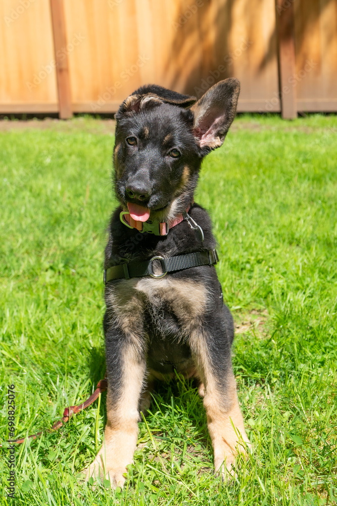Adorable German Shepherd puppy sitting in back yard with slight head tilt. Adorable German Shepherd puppy sitting in back yard with slight head tilt.