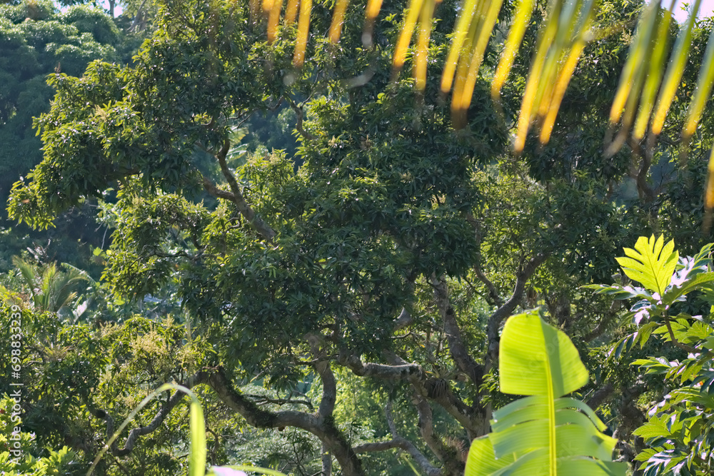 Fototapeta premium Green Tropical Forest Trees 