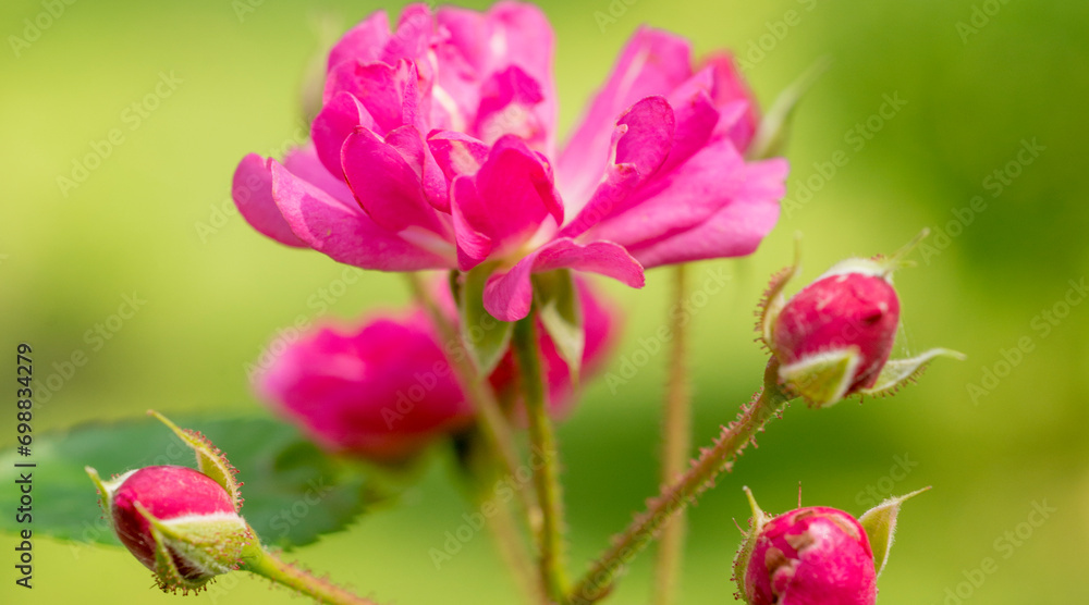 natural background with flowers macro with out of focus natural background with flowers macro with out of focus