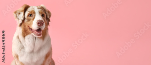 Cute Australian shepherd dog on pink background with space for text photo