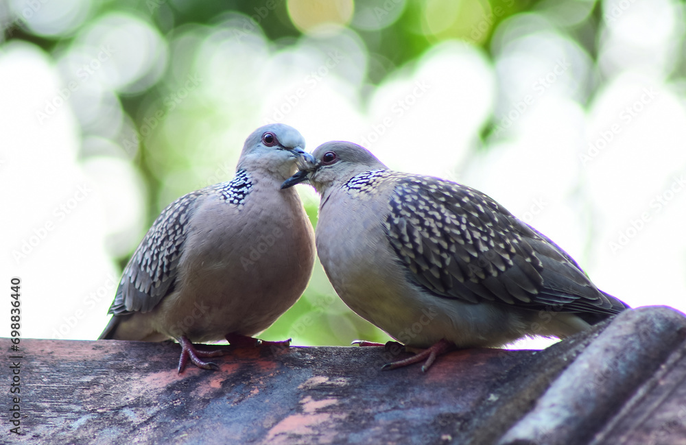 spotted dove couple relaxing and romancing snuggling freely in their own space spotted dove couple relaxing and romancing snuggling freely in their own space