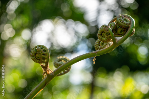 A  green tropical pohole fern, Diplazium esculentum, grows with curled fronds.