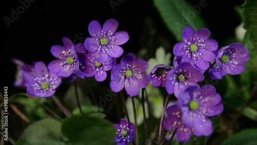Wallpaper Mural hepatica nobilis Torontodigital.ca