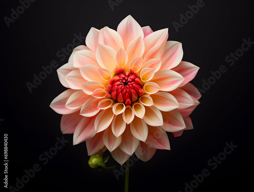 dahlia flower in studio background, single dahlia flower, Beautiful flower, ai generated image