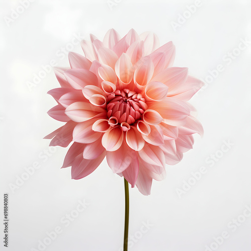 dahlia flower in studio background, single dahlia flower, Beautiful flower, ai generated image photo