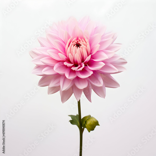 dahlia flower in studio background  single dahlia flower  Beautiful flower  ai generated image