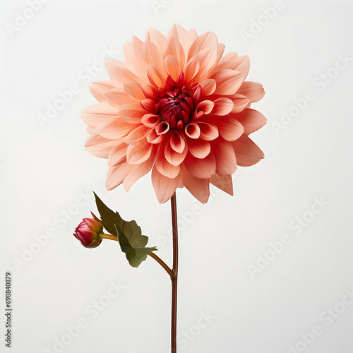 dahlia flower in studio background, single dahlia flower, Beautiful flower, ai generated image