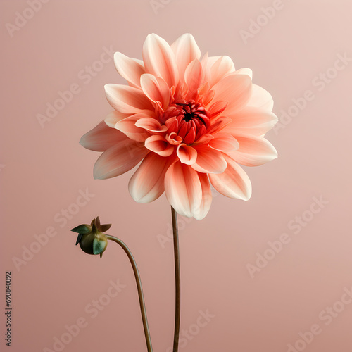 dahlia flower in studio background, single dahlia flower, Beautiful flower, ai generated image