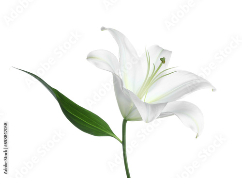 Fototapeta Naklejka Na Ścianę i Meble -  Beautiful lily flower on white background