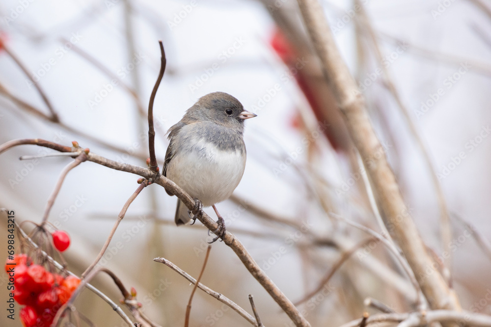 Obraz premium dark-eyed junco (Junco hyemalis) in winter