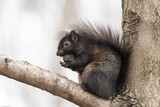  eastern gray squirrel (Sciurus carolinensis) in winter