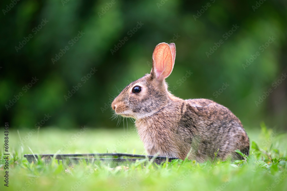 Fototapeta premium Grey small hare eating grass on summer field. Wild rabbit in nature
