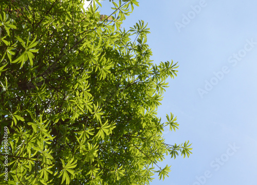 green leaves on the tree