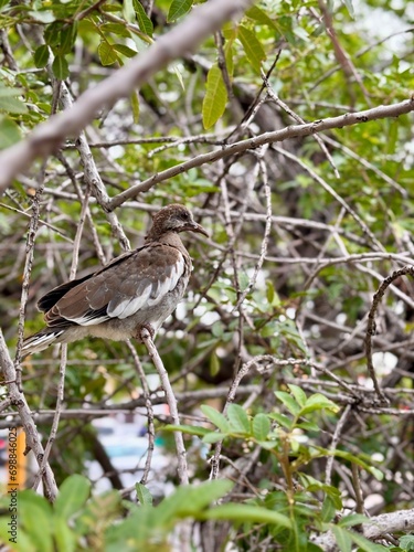 Pájaro posando entre ramas y hojas © Angélica Ramos