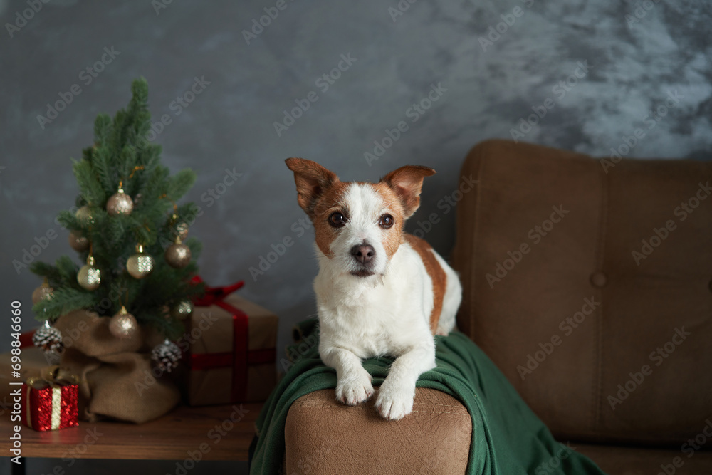 A Jack Russell Terrier dog lounges in a holiday setting, eyes full of anticipation A Jack Russell Terrier dog lounges in a holiday setting, eyes full of anticipation