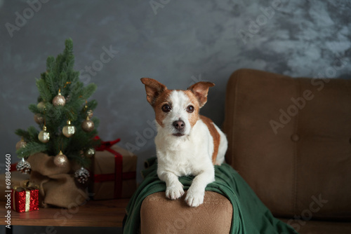 A Jack Russell Terrier dog lounges in a holiday setting, eyes full of anticipation © annaav