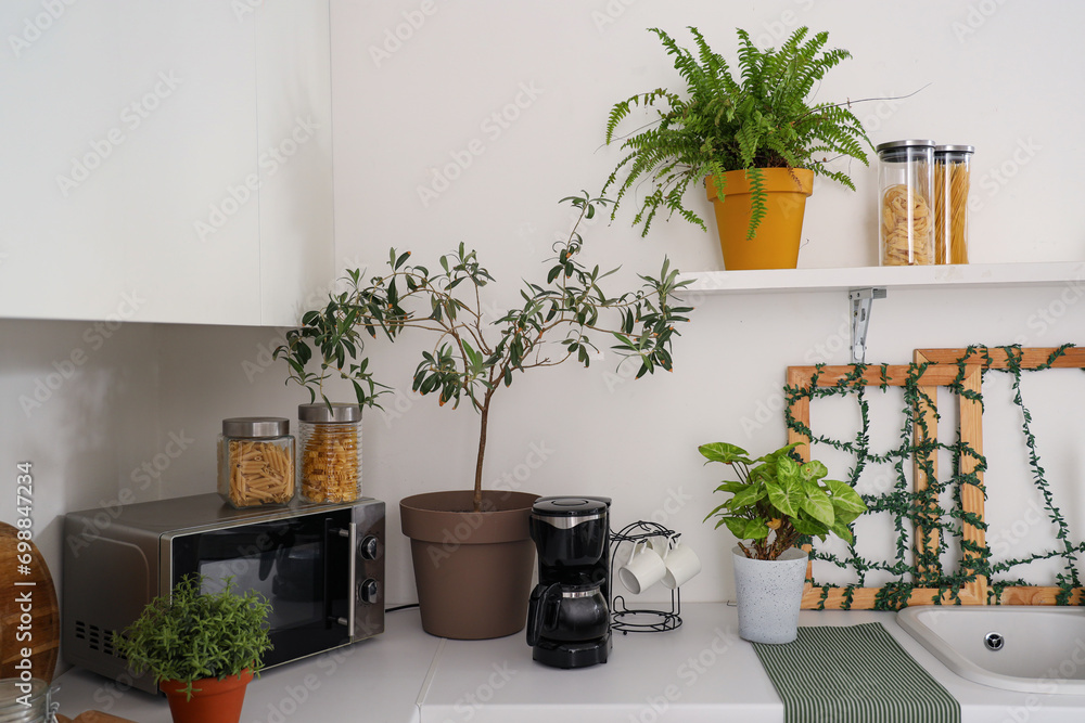 Counters with green plants, appliance and utensils in modern kitchen