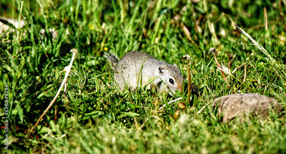 Fototapeta premium Uinta Ground Squirrel in Yellowstone National Park, Wyoming Montana. Small cute adorable animals. Northwest. Yellowstone is a summer wonderland, to watch the wildlife and natural landscape.