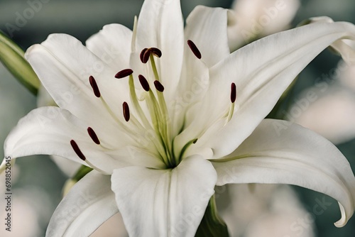  Graceful White Lily Flowers Blooming